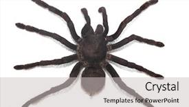  Presentation with hair salon scissors in black - Colorful presentation theme enhanced with biology artropodes - black curly-hair tarantula brachypelma albopilosum backdrop and a light gray colored foreground