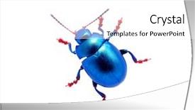  Presentation with white blue vapor trail - PPT theme consisting of biology artropodes - blue beetle isolated on white background and a white colored foreground