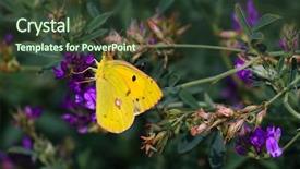  Presentation with biology - PPT theme with biology artropodes - butterfly sits on a flower background and a tawny brown colored foreground