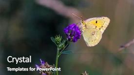  Presentation with biology - PPT layouts featuring biology artropodes - butterfly sits on a flower background and a wine colored foreground
