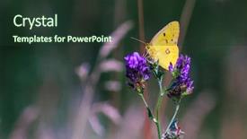 Presentation with biology - Amazing PPT layouts having biology artropodes - butterfly sits on a flower backdrop and a tawny brown colored foreground
