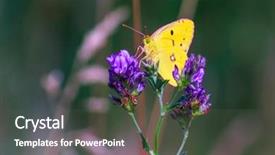  Presentation with biology - Cool new slide set with biology artropodes - butterfly sits on a flower backdrop and a dark gray colored foreground