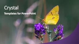  Presentation with biology - Theme consisting of biology artropodes - butterfly sits on a flower background and a dark gray colored foreground