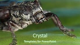  Presentation with biology - Theme with biology artropodes - capricorn beetle cerambyx cerdo family background and a tawny brown colored foreground