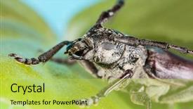 Presentation with family - Colorful PPT layouts enhanced with biology artropodes - capricorn beetle cerambyx cerdo family backdrop and a yellow colored foreground