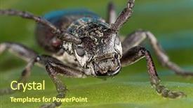  Presentation with biology - Slides having biology artropodes - capricorn beetle cerambyx cerdo family background and a tawny brown colored foreground