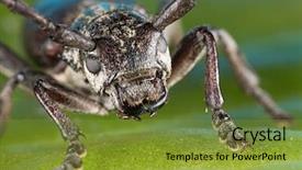  Presentation with family and marriage - Audience pleasing theme consisting of biology artropodes - capricorn beetle cerambyx cerdo family backdrop and a tawny brown colored foreground