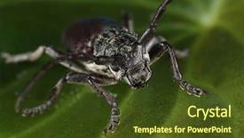  Presentation with biology - PPT layouts featuring biology artropodes - capricorn beetle cerambyx cerdo family background and a tawny brown colored foreground