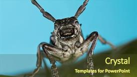  Presentation with beetles rhinoceros beetle rhino beetle - Cool new slides with biology artropodes - capricorn beetle cerambyx cerdo family backdrop and a tawny brown colored foreground