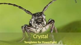  Presentation with biology - Theme enhanced with biology artropodes - capricorn beetle cerambyx cerdo family background and a tawny brown colored foreground