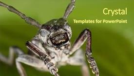  Presentation with family - Amazing PPT layouts having biology artropodes - capricorn beetle cerambyx cerdo family backdrop and a tawny brown colored foreground