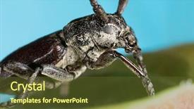  Presentation with electrical vehicles family - Theme consisting of biology artropodes - capricorn beetle cerambyx cerdo family background and a tawny brown colored foreground