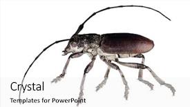  Presentation with biology - Theme enhanced with biology artropodes - capricorn beetle cerambyx cerdo family background and a white colored foreground