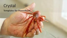  Presentation with biology red - Presentation featuring biology artropodes - close up view background and a mint green colored foreground