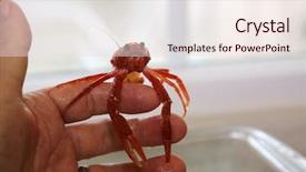  Presentation with biology red - Cool new presentation theme with biology artropodes - close up view backdrop and a lemonade colored foreground