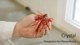  Presentation with fried egg close up view - Presentation theme with biology artropodes - close up view background and a coral colored foreground