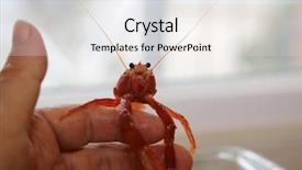  Presentation with biology red - Colorful presentation enhanced with biology artropodes - close up view backdrop and a white colored foreground