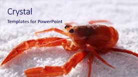  Presentation with biology red - Presentation theme consisting of biology artropodes - close up view background and a sky blue colored foreground