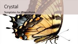  Presentation with echinacea purpurea eastern purple coneflower - Colorful PPT layouts enhanced with biology artropodes - eastern tiger swallowtail butterfly isolated backdrop and a soft green colored foreground