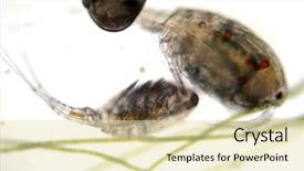  Presentation with ostracod - Presentation theme with biology artropodes - fresh water copeopods green algae background and a soft green colored foreground