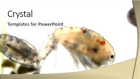  Presentation with ostracod - Colorful presentation theme enhanced with biology artropodes - fresh water copeopods green algae backdrop and a white colored foreground