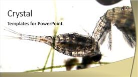  Presentation with ostracod - Presentation having biology artropodes - fresh water copeopods green algae background and a white colored foreground