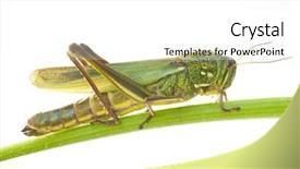  Presentation with locust - Colorful PPT layouts enhanced with biology artropodes - green locust isolated on white backdrop and a white colored foreground