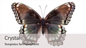  Presentation with light colors for solid waste - Slides with biology artropodes - limenitis arthemis astyanax beautiful colorful background and a light gray colored foreground