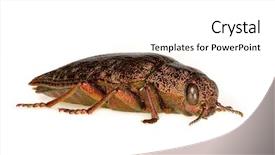  Presentation with biology - Cool new PPT theme with biology artropodes - metallic wood borer dicerca fritillum backdrop and a  colored foreground