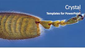 Presentation with biology - Slide set consisting of biology artropodes - microscopic image of bee leg background and a ocean colored foreground