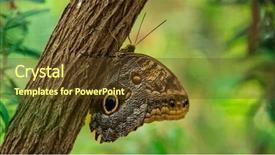  Presentation with closed - Amazing presentation theme having biology artropodes - saturnia pyra butterfly with closed backdrop and a tawny brown colored foreground