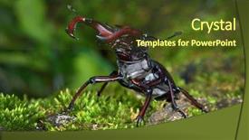  Presentation with biology - Colorful slide deck enhanced with biology artropodes - stag beetle - lucanus cervus backdrop and a tawny brown colored foreground