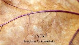  Presentation with dry pineapple close up many - Colorful theme enhanced with biology cell - dry leaf close up backdrop and a  colored foreground