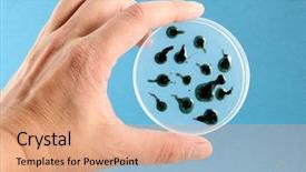  Presentation with bacterium - Amazing presentation theme having biology enzyme - bacterium backdrop and a coral colored foreground