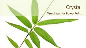  Presentation with fall leaves border white - Cool new presentation theme with biology flora - bamboo leaves isolated on white backdrop and a  colored foreground