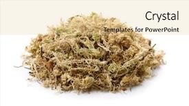  Presentation with moss - Amazing presentation theme having biology flora - pile of dry sphagnum moss backdrop and a blonde colored foreground