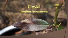  Presentation with biology fungi - Colorful presentation theme enhanced with biology fungi - leaves of rhododendron damaged backdrop and a tawny brown colored foreground