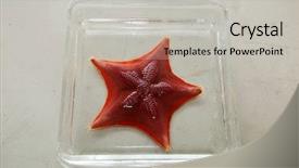  Presentation with biology - PPT theme consisting of biology laboratory biology and science background and a light gray colored foreground