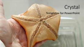  Presentation with biology - Presentation theme having biology laboratory biology and science background and a light gray colored foreground