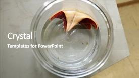  Presentation with biology - Colorful theme enhanced with biology laboratory biology and science backdrop and a gray colored foreground