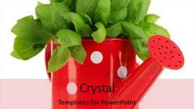  Presentation with plant biology - Slides featuring biology plant - fresh herb in colorful watering background and a  colored foreground