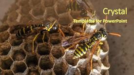  Presentation with biology reproduction - Colorful slide set enhanced with biology reproduction - image of an wasps beehive backdrop and a tawny brown colored foreground