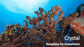  Presentation with coral reef - PPT theme having biology seaweed - beautiful underwater colored coral reef background and a tawny brown colored foreground