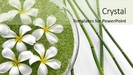  Presentation with green seaweed - Beautiful presentation theme featuring biology seaweed - bowl of frangipanis and green backdrop and a mint green colored foreground