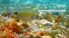  Presentation with alive - PPT layouts enhanced with biology seaweed - diplodus sargus fish underwater mediterranean background and a teal colored foreground