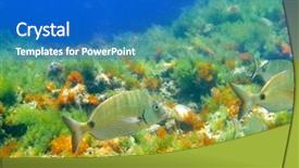  Presentation with alive - PPT theme consisting of biology seaweed - diplodus sargus fish underwater mediterranean background and a teal colored foreground