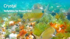  Presentation with mediterranean - Cool new presentation theme with biology seaweed - diplodus sargus fish underwater mediterranean backdrop and a teal colored foreground