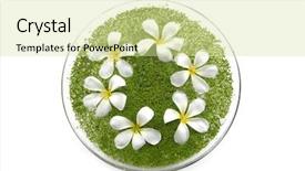  Presentation with frangipani flowers - Cool new slides with biology seaweed - frangipani flowers with green duckweed backdrop and a blonde colored foreground