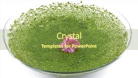  Presentation with bowl - Presentation theme having biology seaweed - frangipanis and duckweed in bowl background and a tawny brown colored foreground