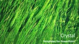  Presentation with green algae - Colorful slide set enhanced with biology seaweed - green algae backdrop and a forest green colored foreground